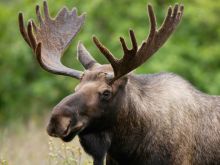 Moose