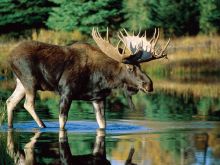 Moose