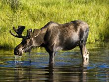 Moose