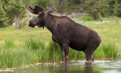 Moose