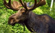 Moose