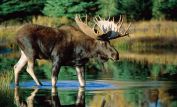 Moose