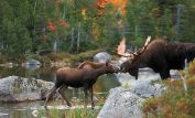 Moose