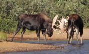 Moose