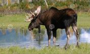 Moose