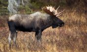 Moose