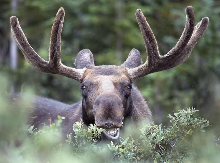 Moose