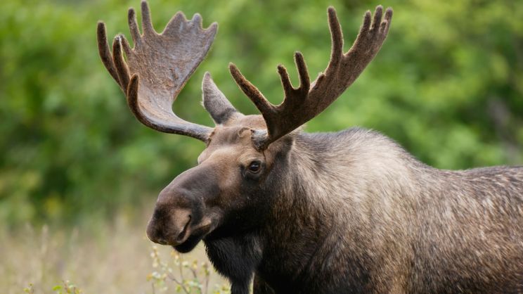 Moose