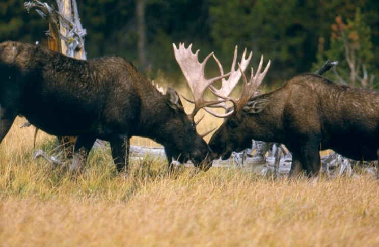 Moose