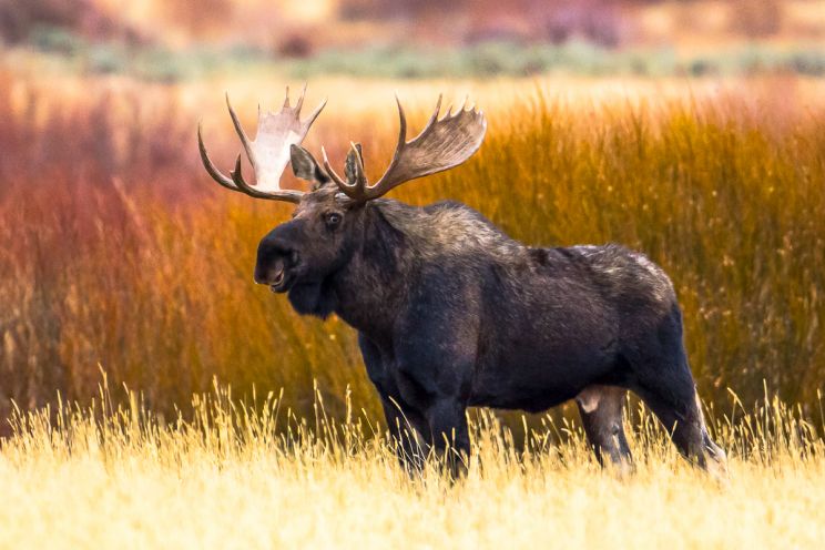 Moose