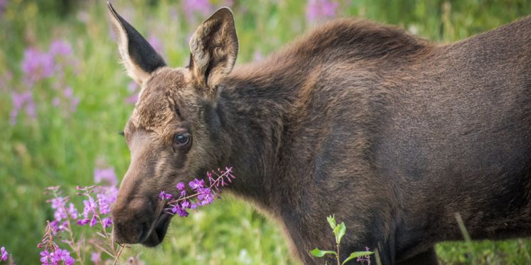 Moose