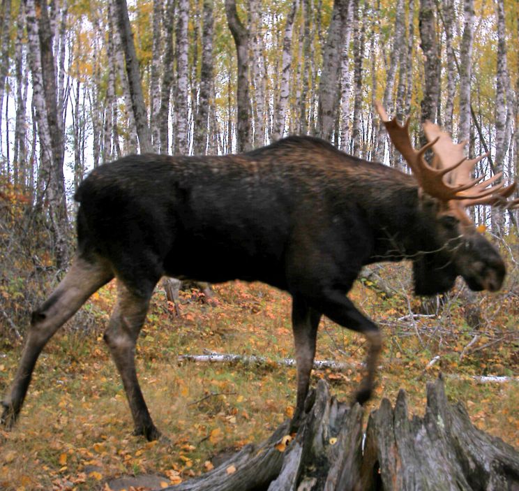 Moose