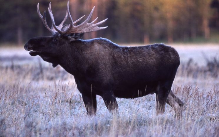 Moose