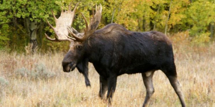 Moose