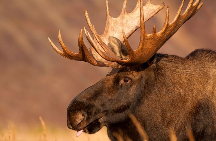 Moose