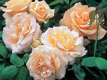 Nectar Rose