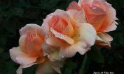 Nectar Rose
