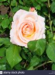 Nectar Rose