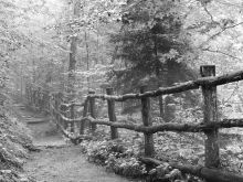 Nicholas Bell