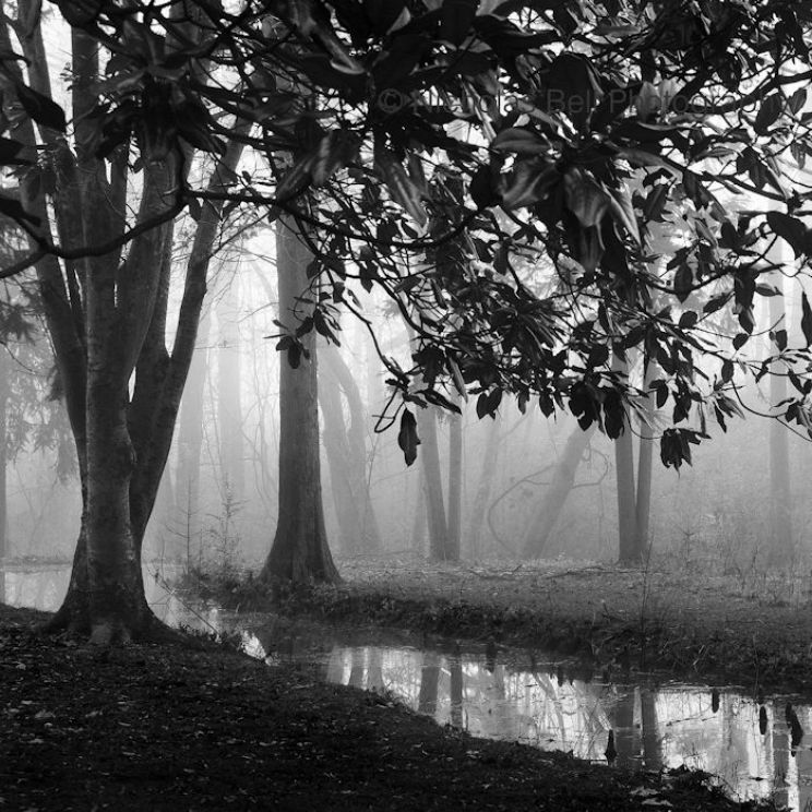 Nicholas Bell