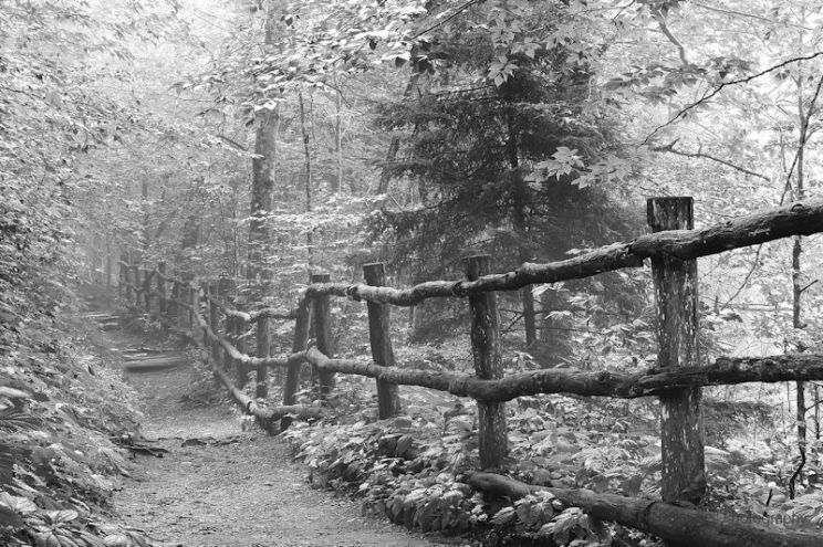 Nicholas Bell