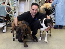 Noel Fitzpatrick
