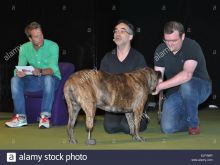 Noel Fitzpatrick