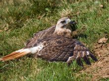 Norman Bird