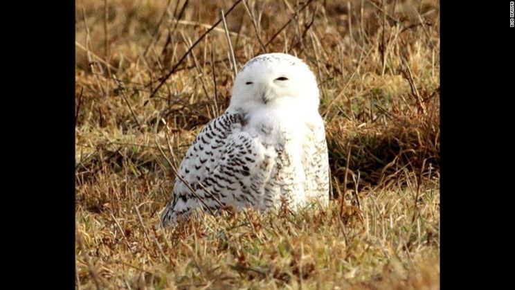 Norman Bird