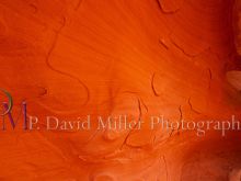 P. David Miller