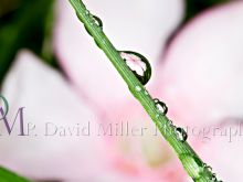 P. David Miller