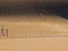 P. David Miller