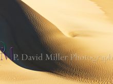 P. David Miller