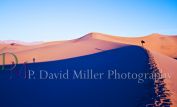 P. David Miller