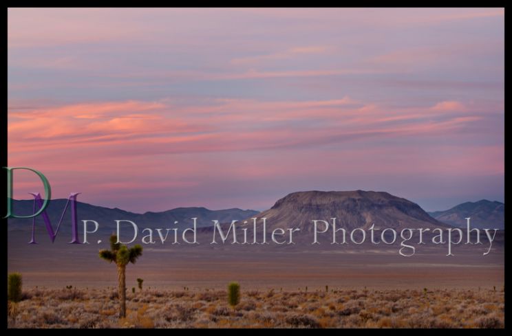 P. David Miller