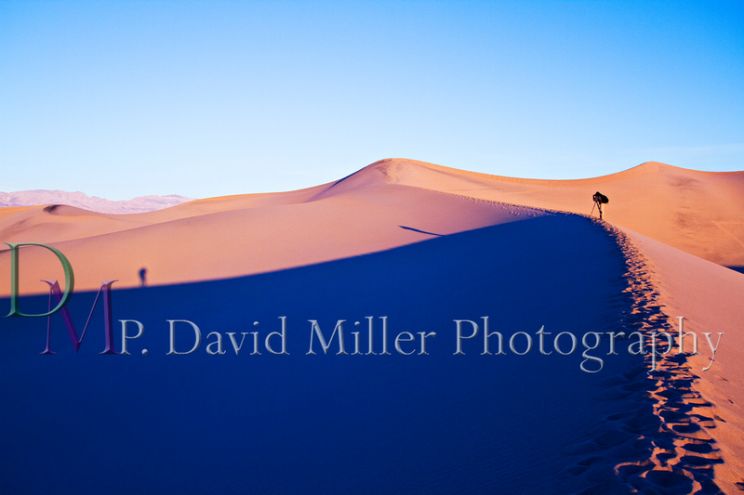 P. David Miller