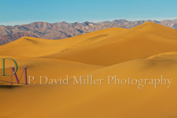 P. David Miller