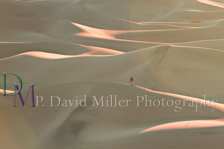 P. David Miller