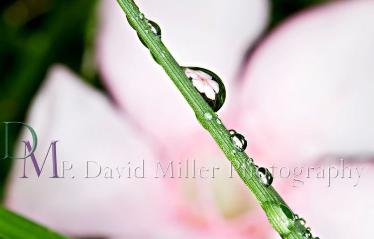 P. David Miller