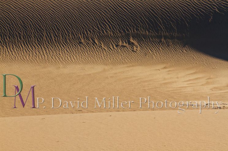 P. David Miller