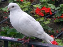 Paloma