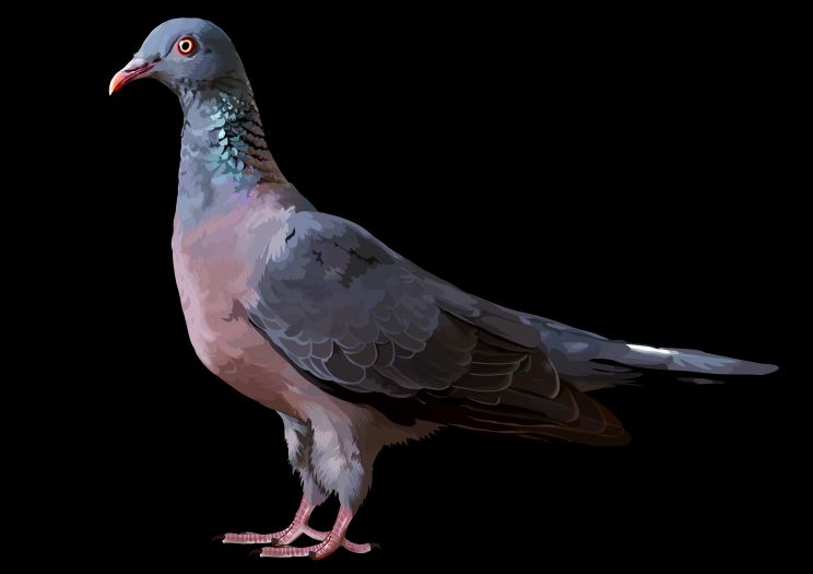 Paloma