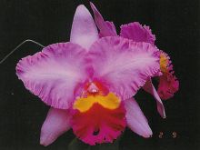 Pamela Finney
