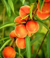 Peaches
