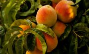 Peaches