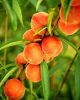 Peaches