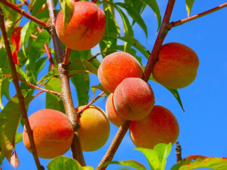 Peaches