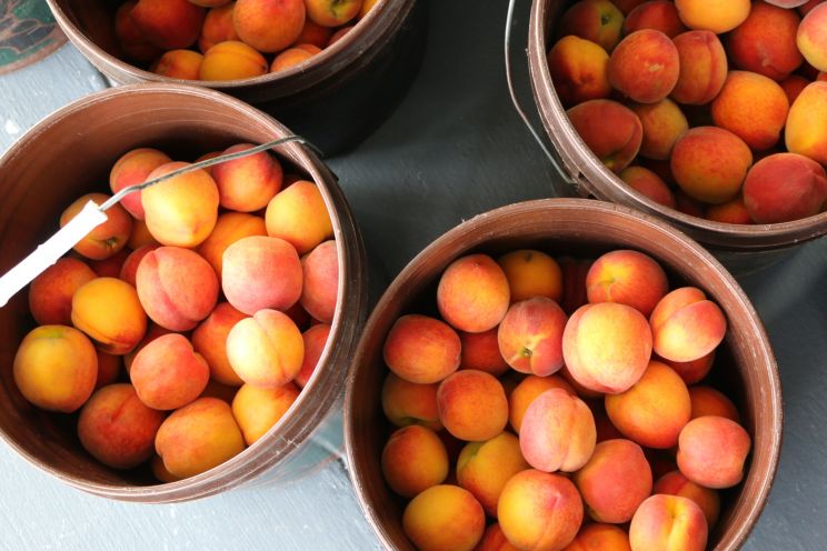 Peaches