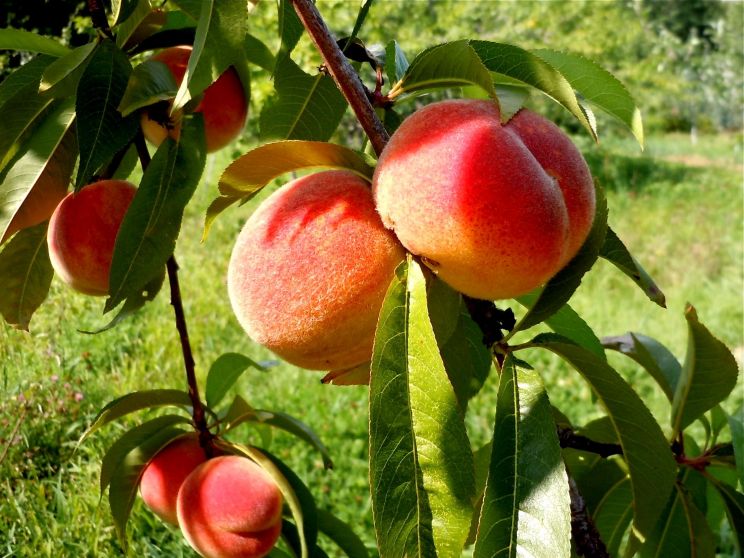 Peaches