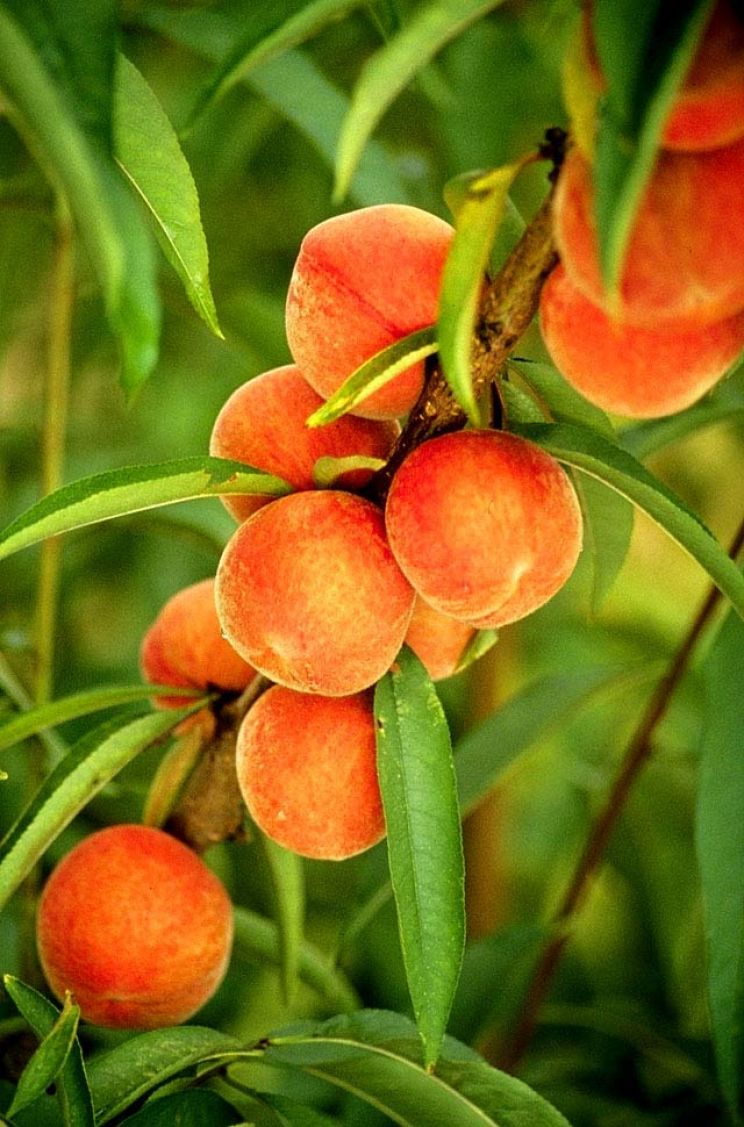 Peaches